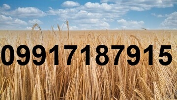قیمت جو به روز_6