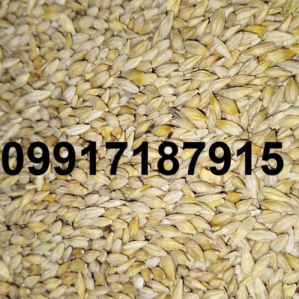 قیمت جو به روز_8