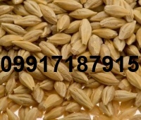 قیمت جو خارجی_10