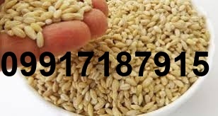 قیمت جو خارجی بندر امام_10