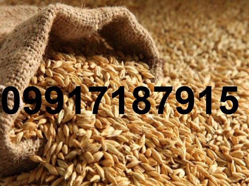 قیمت جو خارجی بندر امام_3