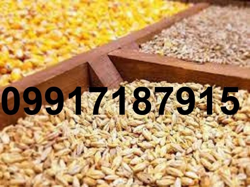 قیمت جو خارجی بندر امام_5