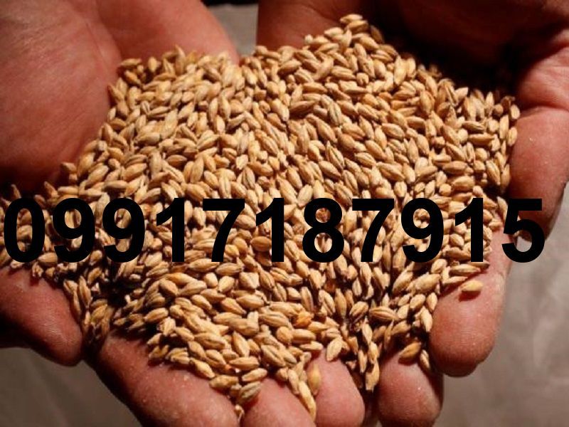 قیمت جو خارجی بندر امام_6