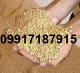 قیمت جو خارجی بندر امام_7