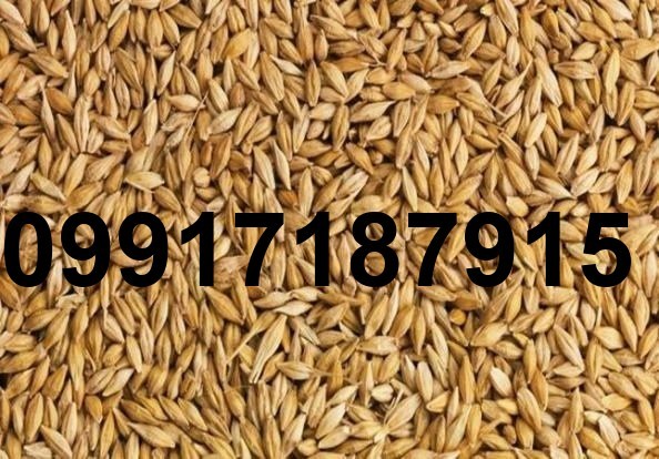 قیمت جو دامی_9
