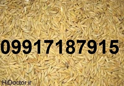 قیمت جو دامی ایرانی_1