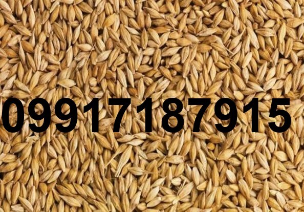 قیمت جو دامی ایرانی_10