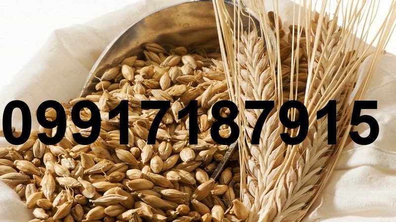 قیمت جو دامی ایرانی_8