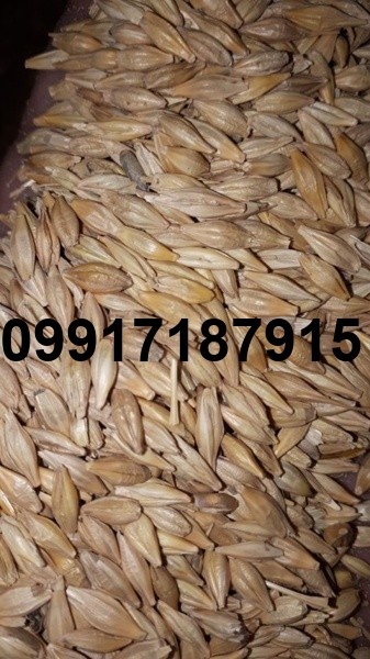 قیمت جو دامی ایرانی_9
