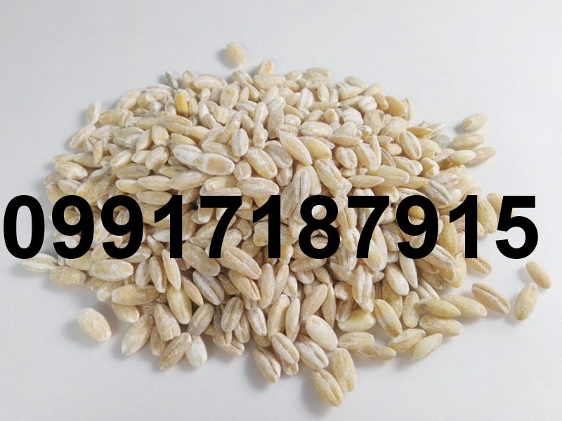 قیمت جو درجه یک_10