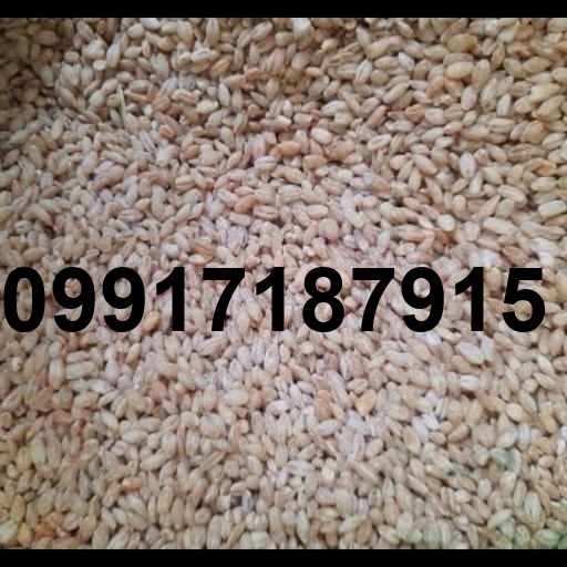 قیمت جو درجه یک_4