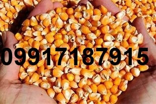 قیمت جو ذرت_10