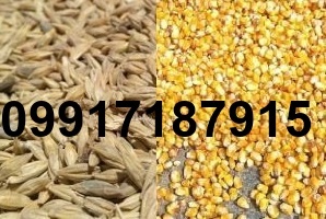 قیمت جو ذرت_3
