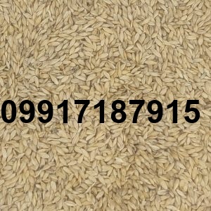 قیمت جو روز_6