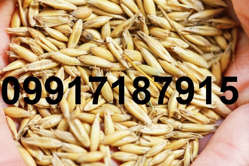قیمت جو روس در بندر امیرآباد_10