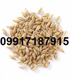 قیمت جو روس در بندر امیرآباد_6