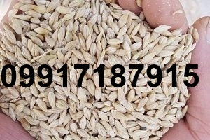 قیمت جو روسیه امروز_1