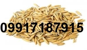 قیمت جو روسیه امروز_4