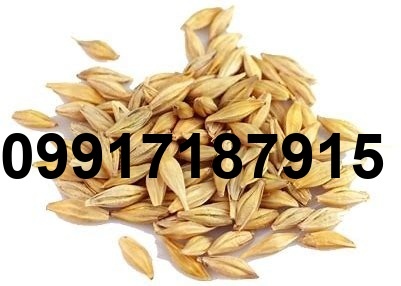 قیمت جو روسیه امروز_5