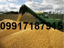 قیمت جو روسیه امروز_8