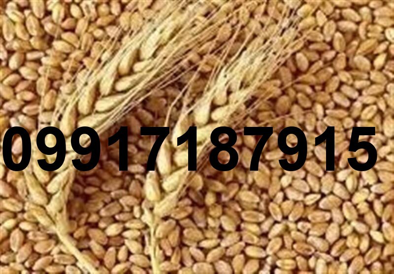 قیمت جو سال ۱۴۰۴_2