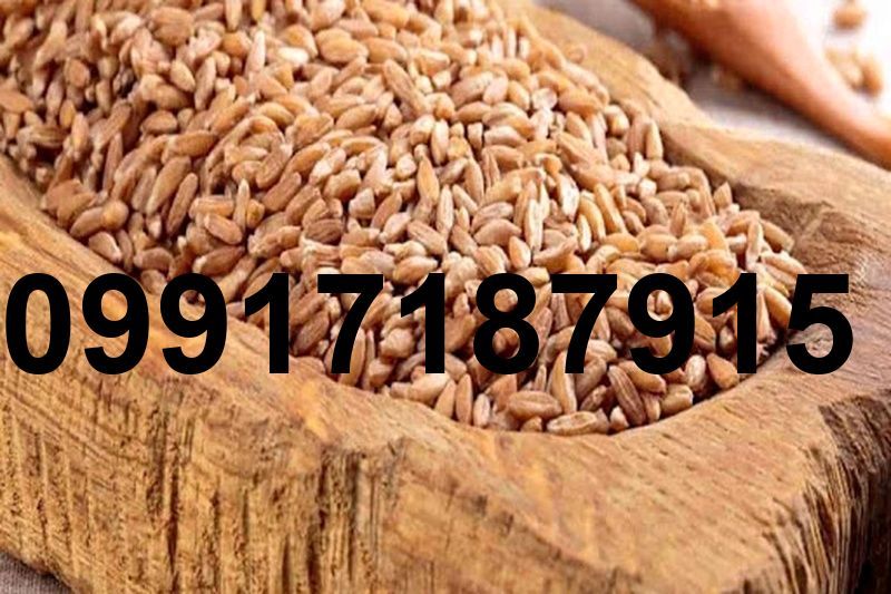 قیمت جو سال ۱۴۰۴_4