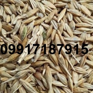 قیمت جو سال ۱۴۰۴_6
