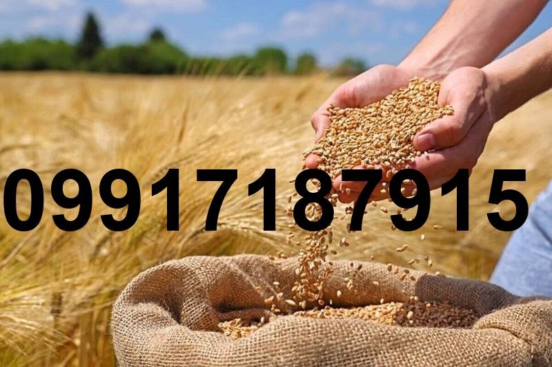 قیمت جو سال ۱۴۰۴_9