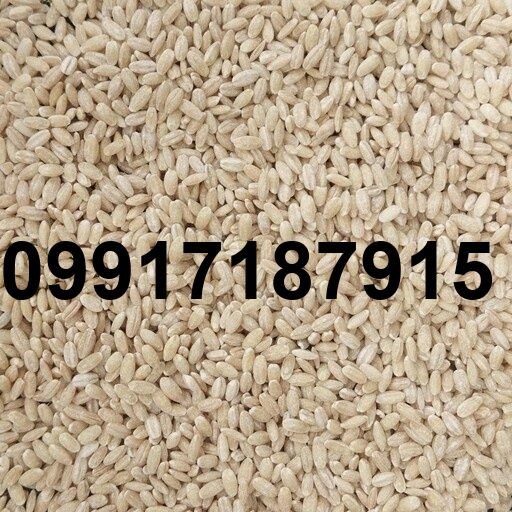 قیمت جو سفید_3