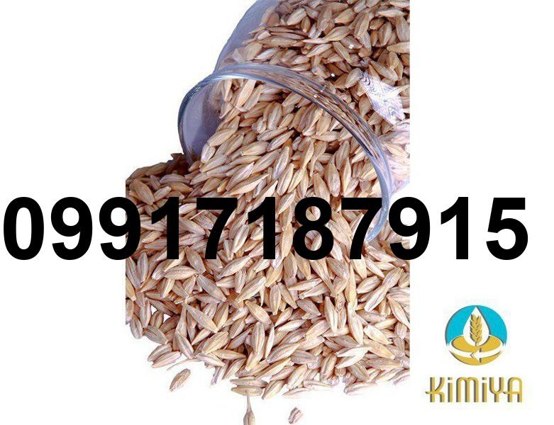 قیمت جو سفید_4