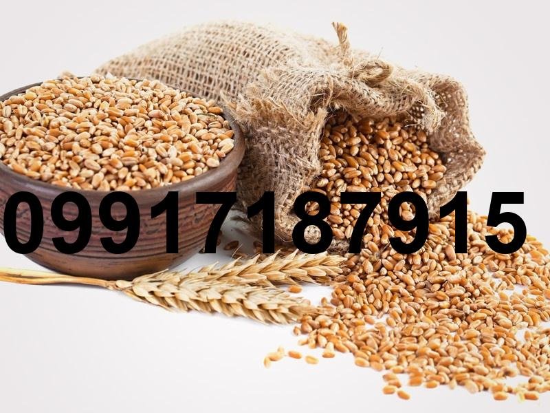 قیمت جو سفید روسیه_2