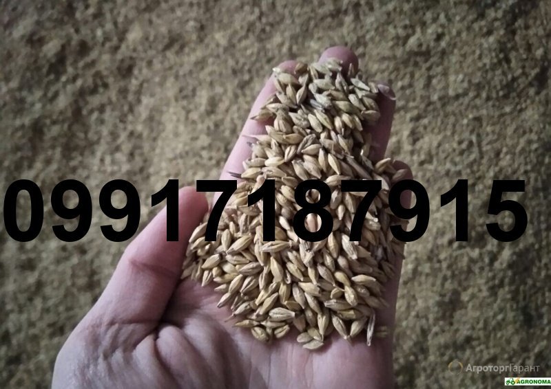 قیمت جو سفید روسیه_3