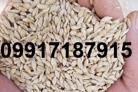 قیمت جو سفید روسیه_6
