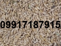 قیمت جو سفید روسیه_9