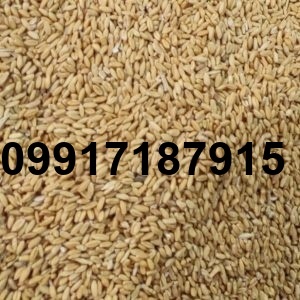 قیمت جو عمده_3