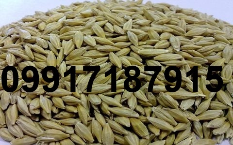 قیمت جو عمده_8