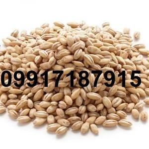 قیمت جو فله ای_1