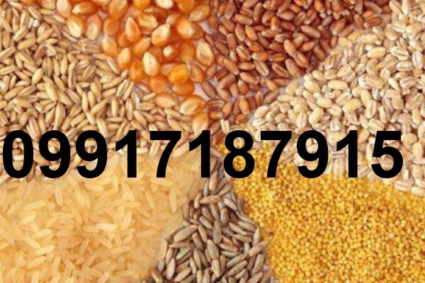 قیمت جو و ذرت_6