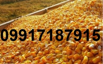قیمت جو و ذرت در بازارگاه_9