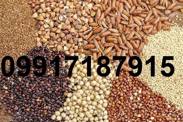 قیمت جو و ذرت در بازارگاه_2