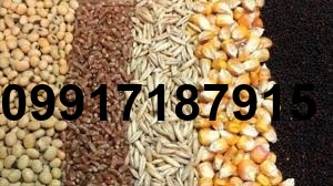 قیمت جو و ذرت در بازارگاه_7
