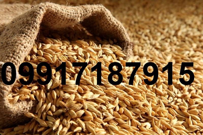 قیمت جو و گندم_10