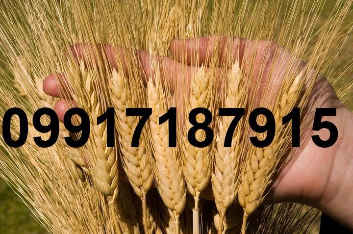 قیمت جو و گندم_8