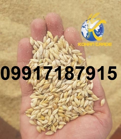 قیمت جو وارداتی در بندر_1