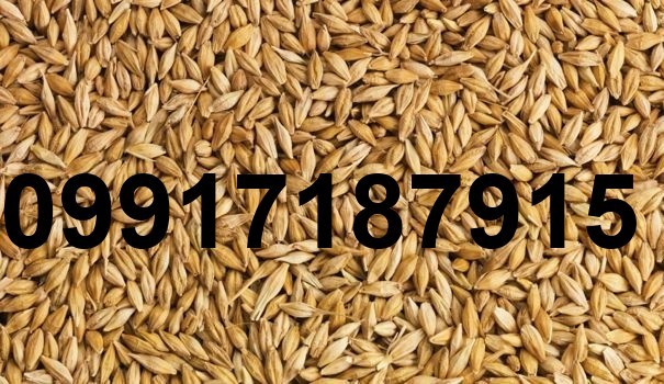 قیمت جو وارداتی در بندر_3