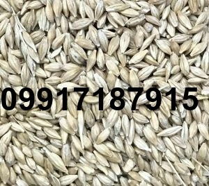قیمت جو وارداتی در بندر_6