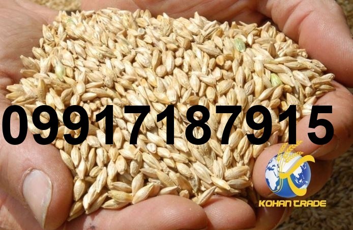 قیمت جو وارداتی در بندر_7