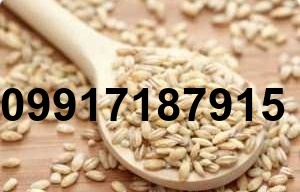 قیمت جو وارداتی در بندر_8