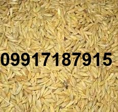 قیمت جو وارداتی روسیه_1