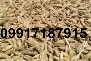 قیمت جو وارداتی روسیه_3